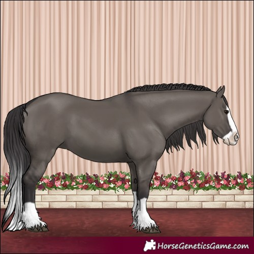 Horse Color:Smoky Grullo Splash 