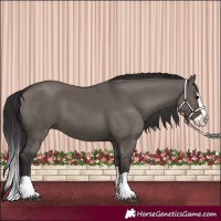 Horse Color:Smoky Grullo Splash 
