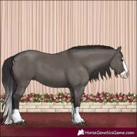 Horse Color:Smoky Grullo Splash 