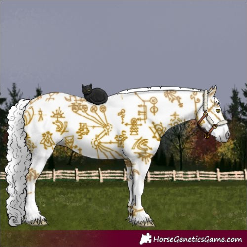 Horse Color:Gray Silver Amber Champagne Roan Splash Appaloosa Rabicano 