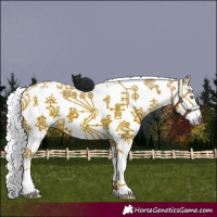 Horse Color:Gray Silver Amber Champagne Roan Splash Appaloosa Rabicano