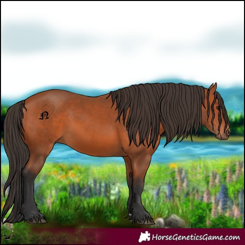 Horse Color:Bay 