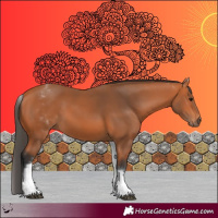 Horse Color:White Spotted Bay 