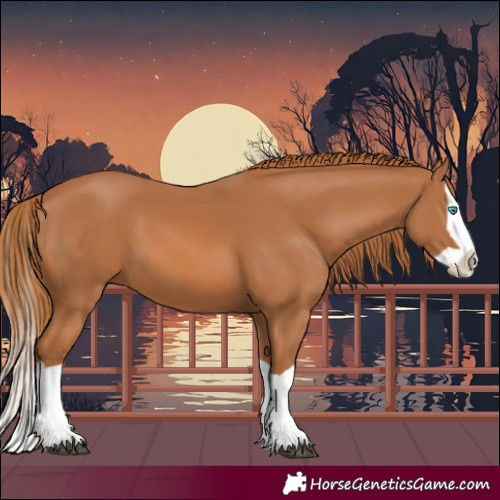 Horse Color:Chestnut Splash 