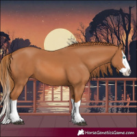 Horse Color:Chestnut Splash 