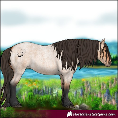 Horse Color:Bay Roan Dun 