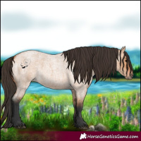 Horse Color:Bay Roan Dun 