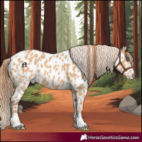 Horse Color:Red Dun Near Leopard 