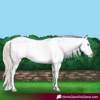 Horse Color:Gold Cream Champagne Sabino Rabicano 