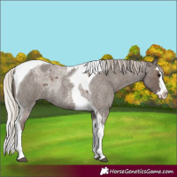 Horse Color:Silver Blue Roan Splash Tobiano  and Silver Blue Roan Splash Tobiano Rabicano 