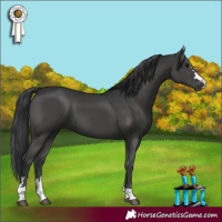 Horse Color:Black 