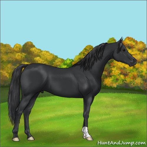 Horse Color:Black 