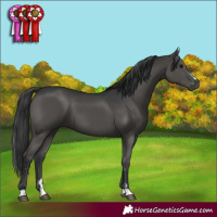 Horse Color:Black 