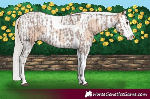 Horse Color:Silver Blue Roan Splash Tobiano  and Silver Classic Champagne Roan Splash Tobiano 