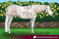 Horse Color:Silver Blue Roan Splash Tobiano  and Silver Classic Champagne Roan Splash Tobiano 