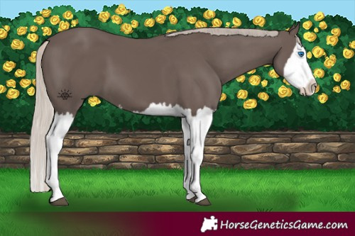 Horse Color:Silver Black Splash
