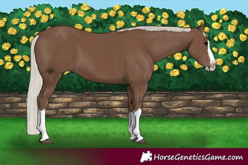 Horse Color:Silver Black Splash 