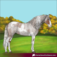 Horse Color:Silver Blue Roan Splash Tobiano  and Silver Blue Roan Splash Tobiano 
