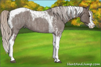 Horse Color:Silver Blue Roan Splash Tobiano and Silver Blue Roan Splash Tobiano