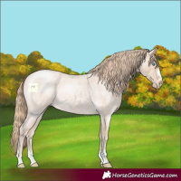 Horse Color:Perlino Roan 