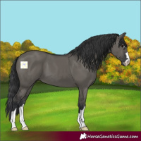 Horse Color:Grullo 