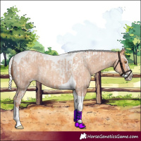 Horse Color:Silver Classic Champagne Roan Splash Tobiano  and Silver Amber Champagne Roan Splash Tobiano 
