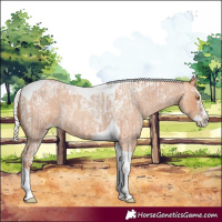 Horse Color:Silver Classic Champagne Roan Splash Tobiano  and Silver Amber Champagne Roan Splash Tobiano 