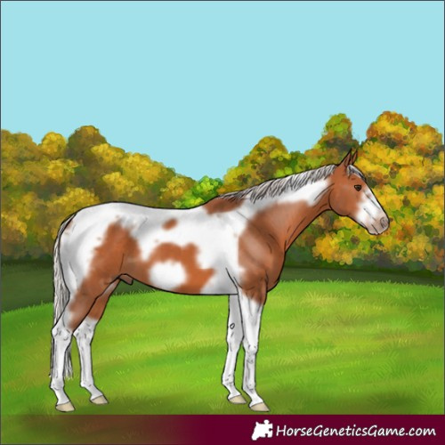 Horse Color:Silver Bay Tobiano Frame 