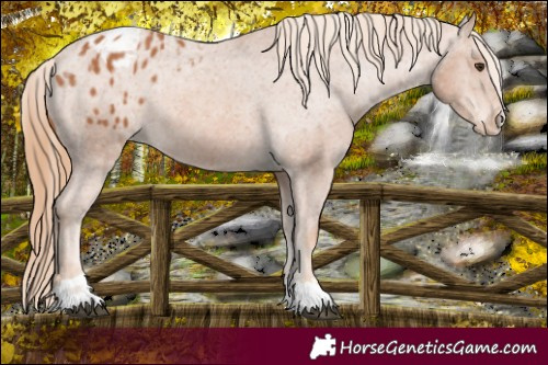 Horse Color:Chestnut Varnish