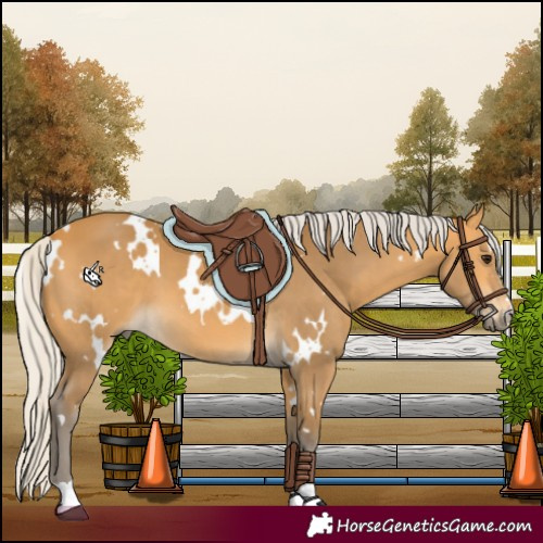 Horse Color:White Spotted Silver Buckskin
