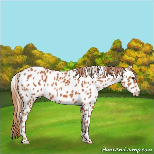 Horse Color:Chestnut Appaloosa 