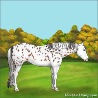 Horse Color:Brown Splash Appaloosa