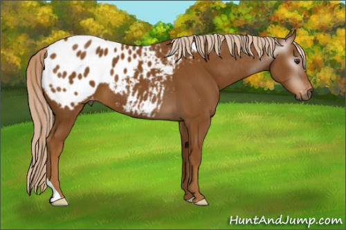 Horse Color:Gray Palomino Appaloosa 
