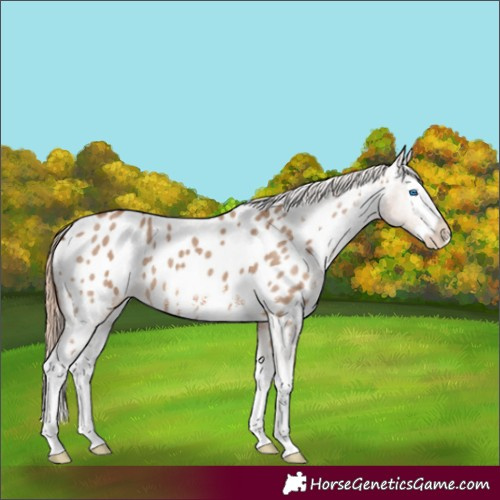 Horse Color:Red Dun Sabino Splash Appaloosa 