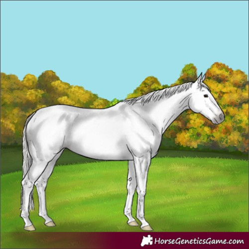 Horse Color:Gray Silver Black Splash Appaloosa 