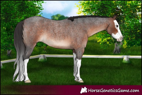 Horse Color:Brown Roan Splash 