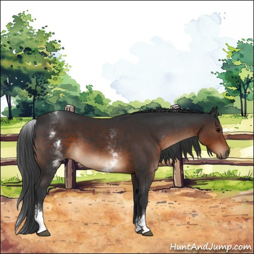 Horse Color:White Spotted Brown Sabino