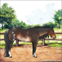 Horse Color:White Spotted Brown Sabino 