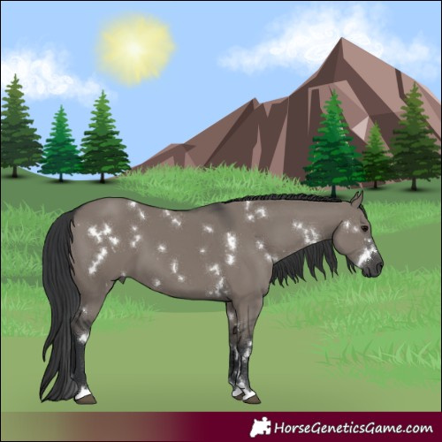 Horse Color:White Spotted Grullo 