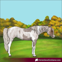 Horse Color:Silver Blue Roan Splash Tobiano  and Silver Blue Roan Splash Tobiano 