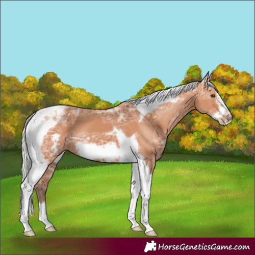 Horse Color:Silver Bay Ice Tobiano Frame 