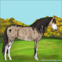 Horse Color:Liver Red Dun Sabino Brindle 