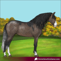 Horse Color:Brown Dun Sabino