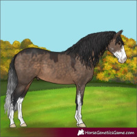 Horse Color:Brown Dun Sabino