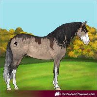Horse Color:Brown Dun Sabino 