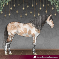 Horse Color:White Spotted Bay Dun Rabicano
