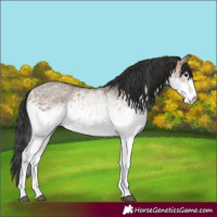 Horse Color:White Spotted Brown Dun Rabicano 