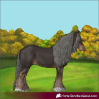 Horse Color:Liver Chestnut Mushroom 