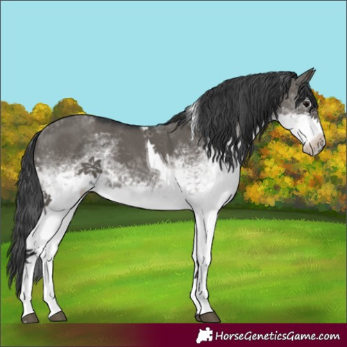 Horse Color:White Spotted Grullo Tobiano 