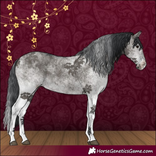 Horse Color:White Spotted Grullo 